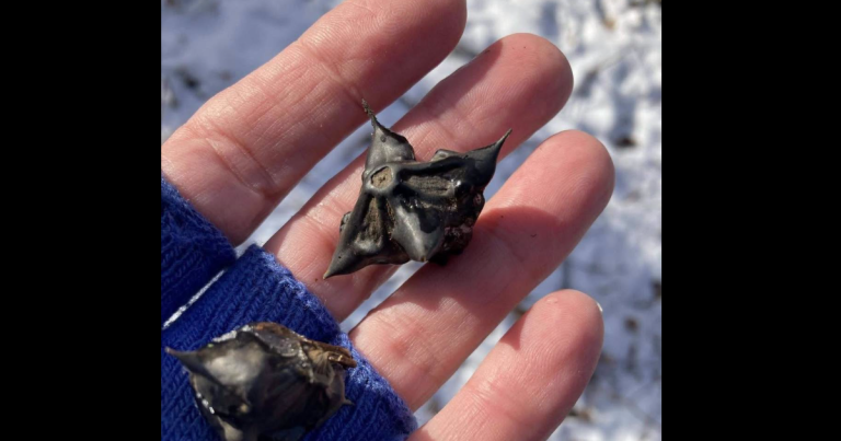 My neighbor gave me a bag of these… anyone know what they are? How do you eat them?